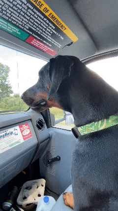 Move to JBLM Doberman Dog Chili Uhaul moving truck